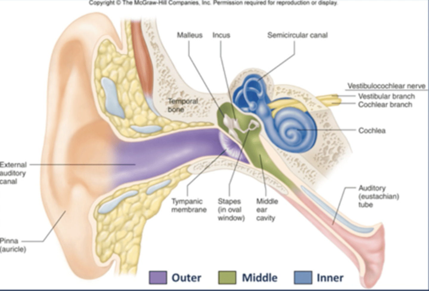 <p>1. malleus</p><p>2. incus</p><p>3. stapes</p>