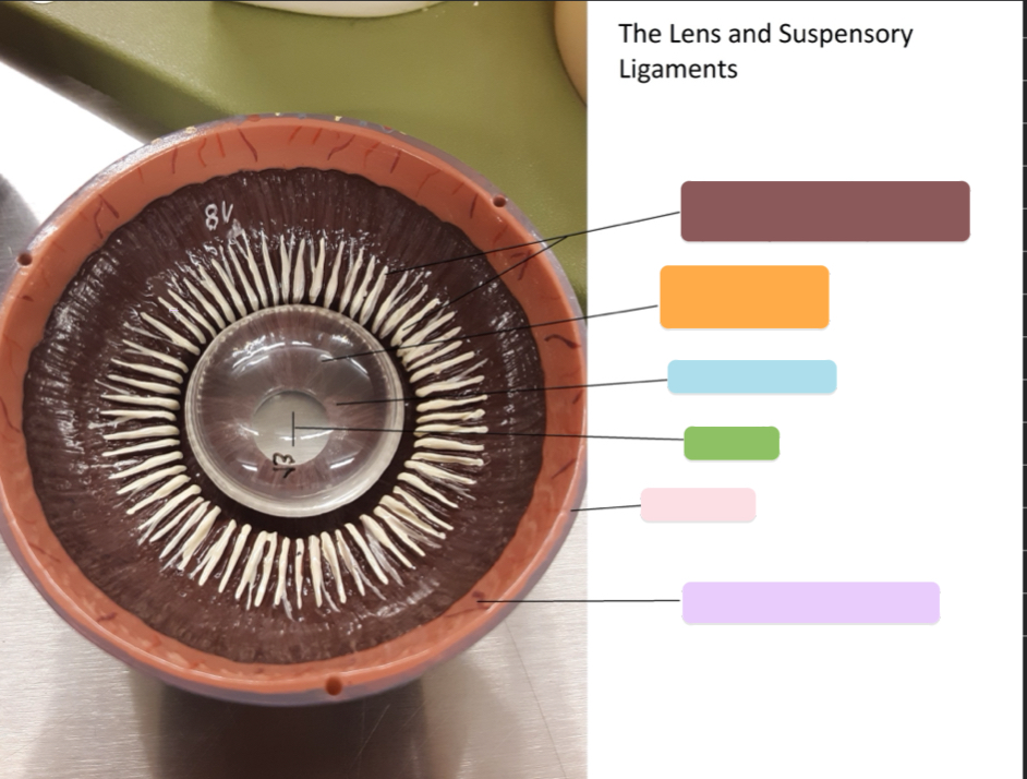 <p>What is this lens and sensory ligament? (light green)</p>