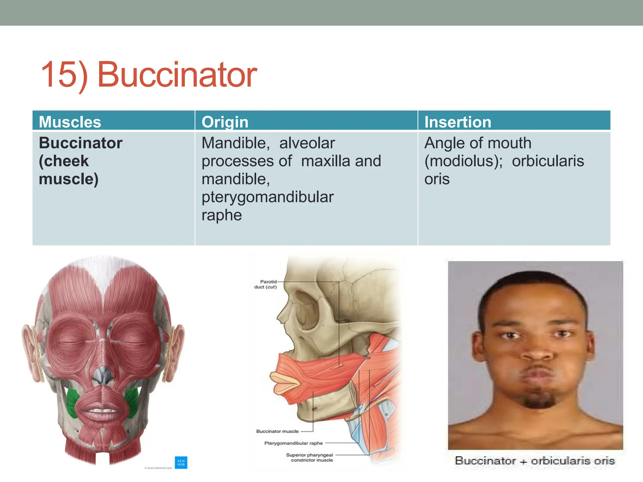 <p>origin: maxilla, mandible and pterygoid raphe</p><p>Insertion: angle of the mouth (medilus)</p>