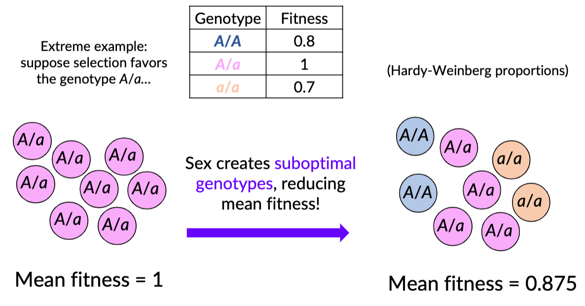 <p>suboptimal genotypes, mean fitness</p>