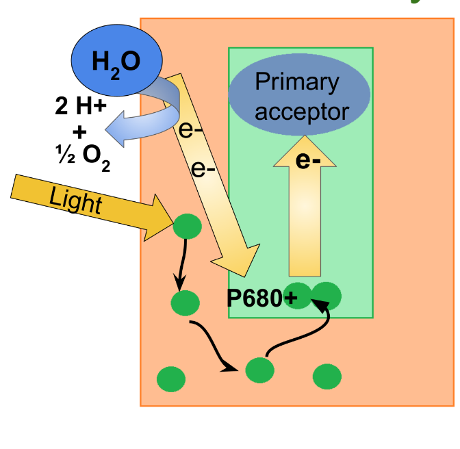 <p>What happens in step 3 of photosystem II?</p>