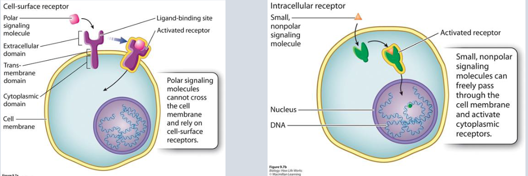 <ul><li><p>Receptors are <strong>proteins in or on the cell membrane</strong> (or sometimes inside the cell).</p></li><li><p>They <strong>receive signals</strong> from outside the cell — these signals are called <strong>ligands</strong> (like hormones, neurotransmitters, etc).</p></li></ul><p></p>