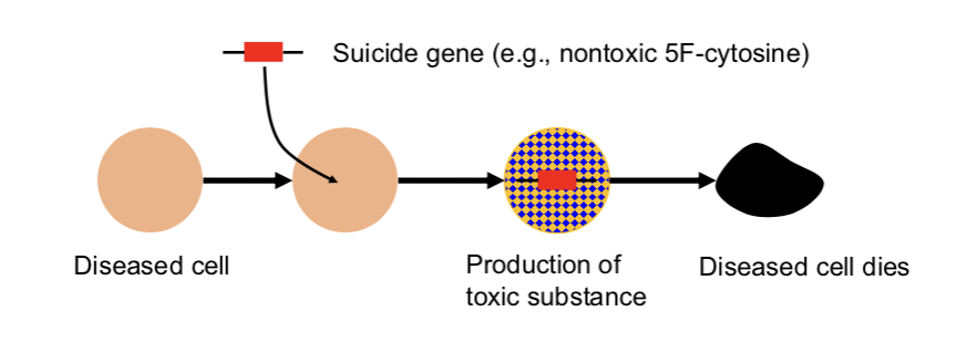<p>______ gene therapy: introducing <strong>viral</strong> or <strong>bacterial</strong> genes to <strong>tumor cells</strong> —&gt; allows <strong>conversion</strong> of a <strong>non-toxic compound</strong> (converts the pro-drug ______ to ______) to a <strong>lethal medication</strong>.</p>
