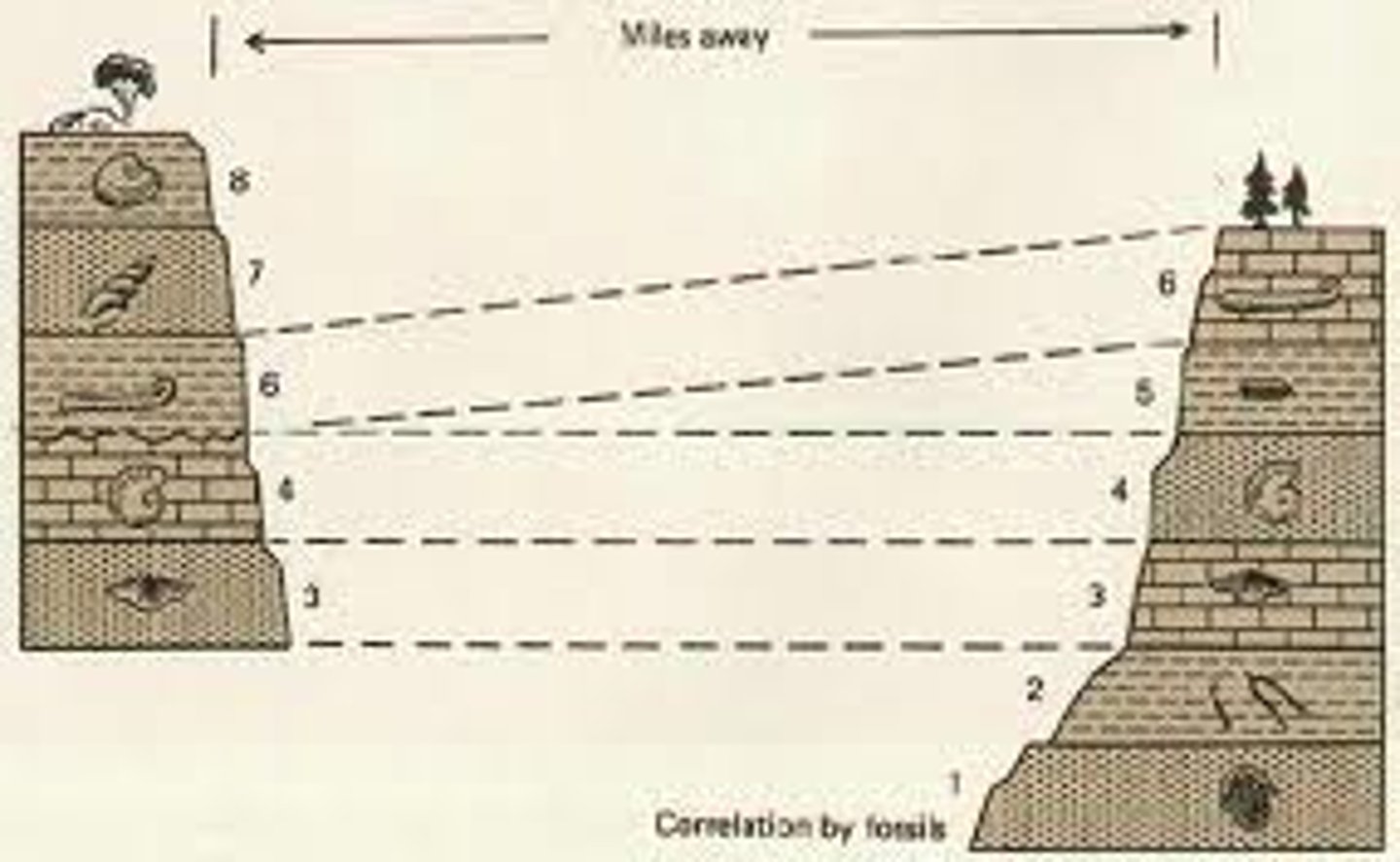 <p>rock layers that have similar fossils occurred during similar ages; can be connected to rocks from long distances</p><ul><li><p>often supported with <strong>index</strong> <strong>fossils</strong> (cover large distance but not long span of time)</p></li></ul>