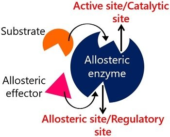 <p>Allosteric Site</p><p></p><p><span style="background-color: oklch(0.2167 0.002 197.04); color: oklch(0.9296 0.007 106.53);">The term "allosteric site" is called so because it comes from the Greek words "allos," meaning "other," and "stereos," meaning "solid" or "space." This implies that the allosteric site is a distinct or "other" site on an enzyme or receptor, separate from the enzyme's active site where the substrate normally bind</span></p>
