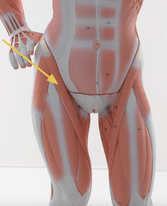 <p>identify + state origin, insertion, action, innervation of marked structure</p>