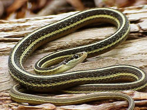 <p>Family Colubridae</p><p>Latin: Thamnophis sauritus</p><p>Eastern Ribbonsnake</p>