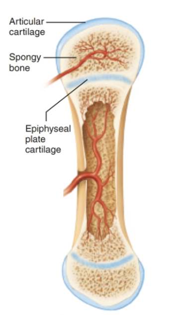 <ol><li><p><strong>Secondary ossification</strong> mimics that of <strong>primary</strong> except the <strong>spongy bone remains </strong>and <strong>no cavity</strong> is formed</p></li><li><p>The space between the <strong>diaphysis</strong> and <strong>epiphysis</strong> is the epiphyseal plate and is <strong>hyaline cartilage</strong></p></li></ol><p></p>