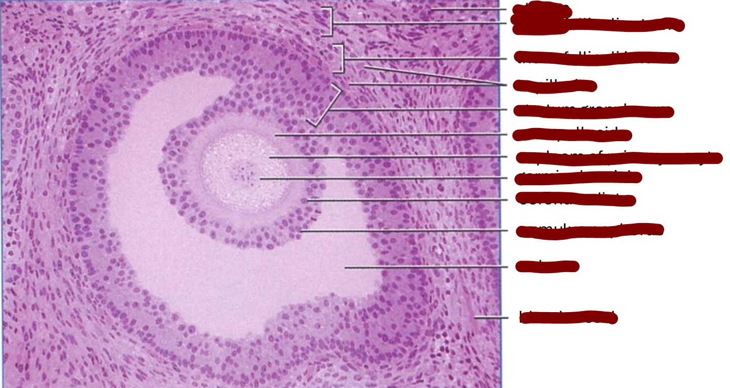 <p>section through a cat graafian follicle </p>