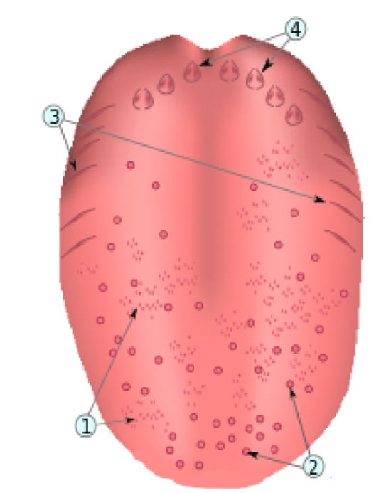 <p>What is number 4?</p>