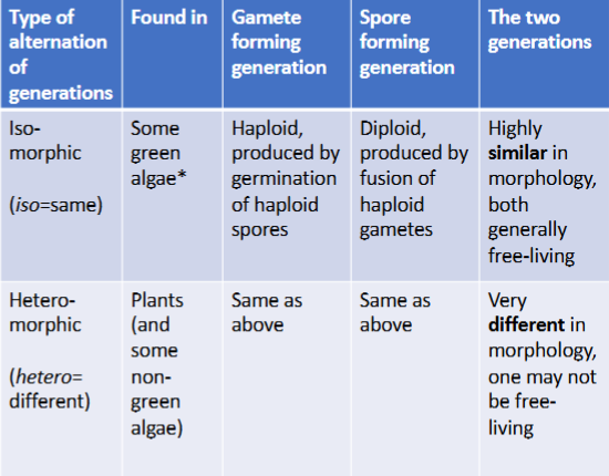 <p>gametophyte stage = n (haploid)</p><p>sporophyte stage = 2n (diploid)</p>