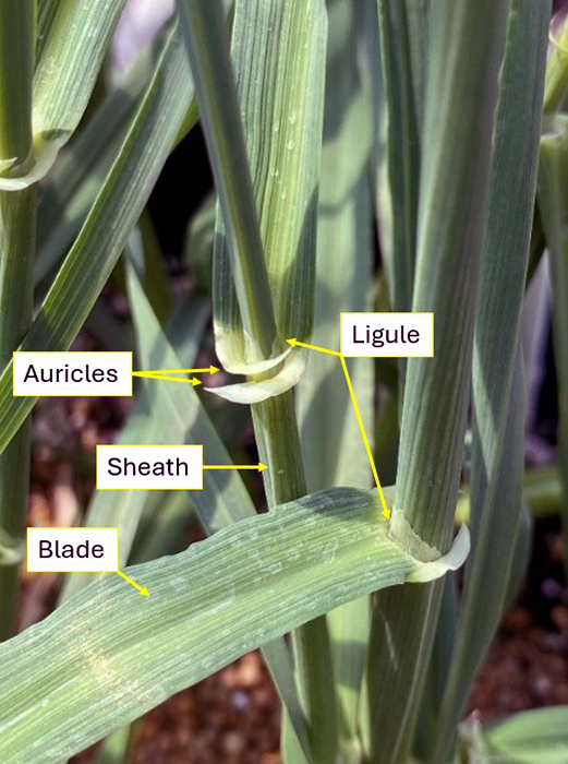 <p>A membranous or hairy appendage located at the junction between the leaf blade and sheath in grasses; an important ID feature for distinguishing grass species.</p>