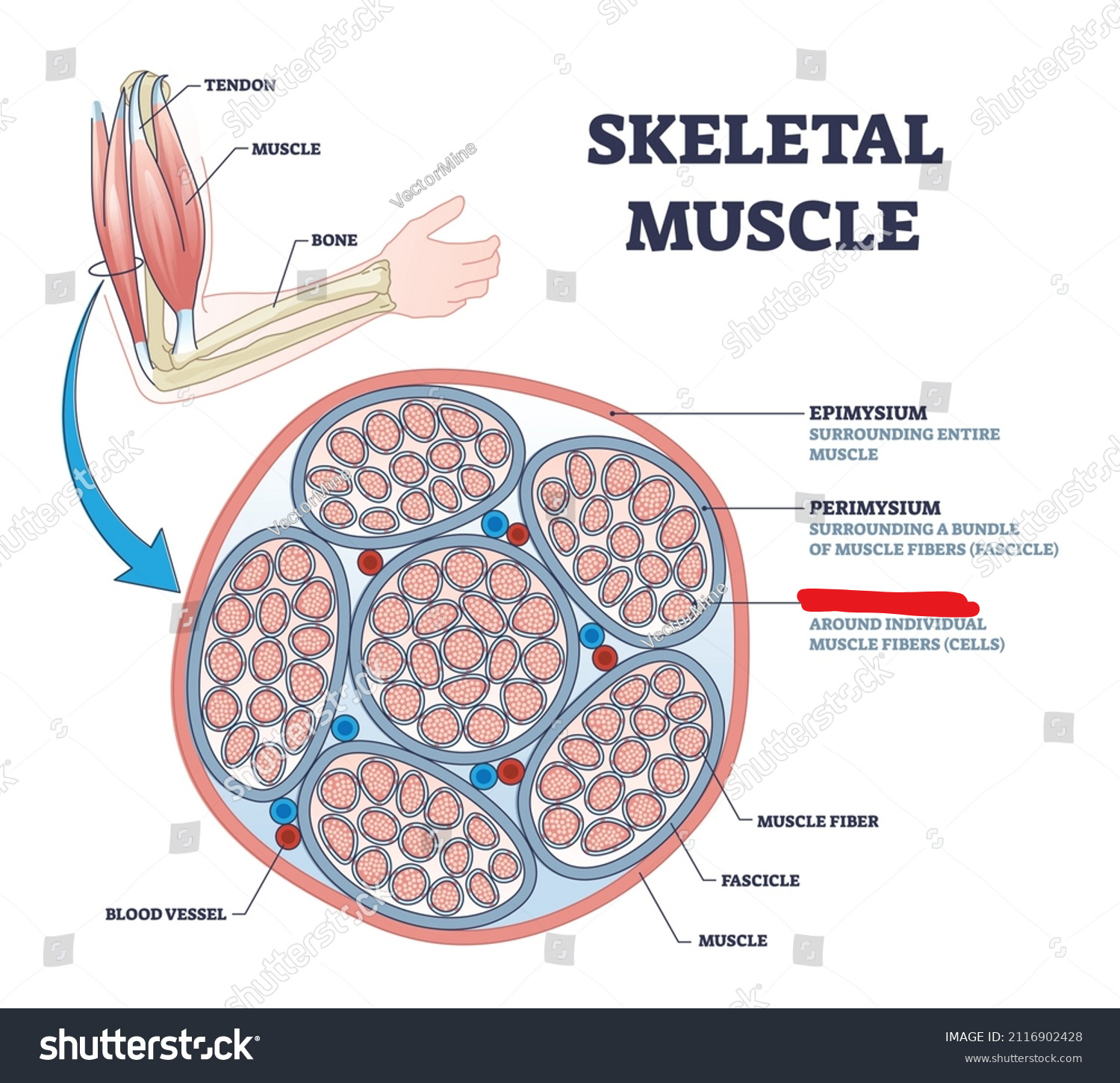 <p><span style="background-color: transparent;"><span>The connective tissue covering each muscle fiber</span></span></p>