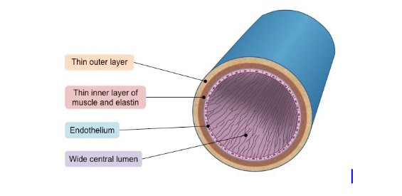 * Carry blood back to heart
* Carries blood at low pressure
* Carries oxygen - poor blood from the body’s cells to the heart
* Has a thin wall and contains valves