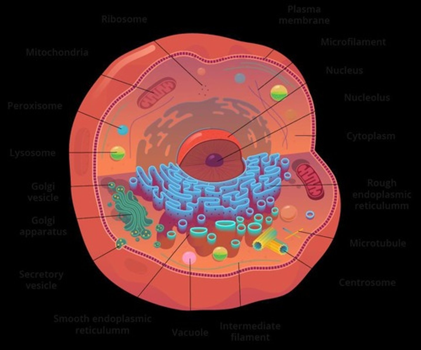 <p>Contains DNA; coordinates cell activities.</p>