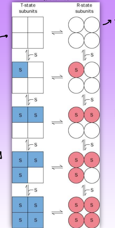 <ul><li><p>conf changes alters affinity for ligand = molec symm is conserved</p></li><li><p>multiple equlibs as increase amount of ligand</p></li><li><p>predicts sigmoidal binding curve</p></li></ul><p></p>