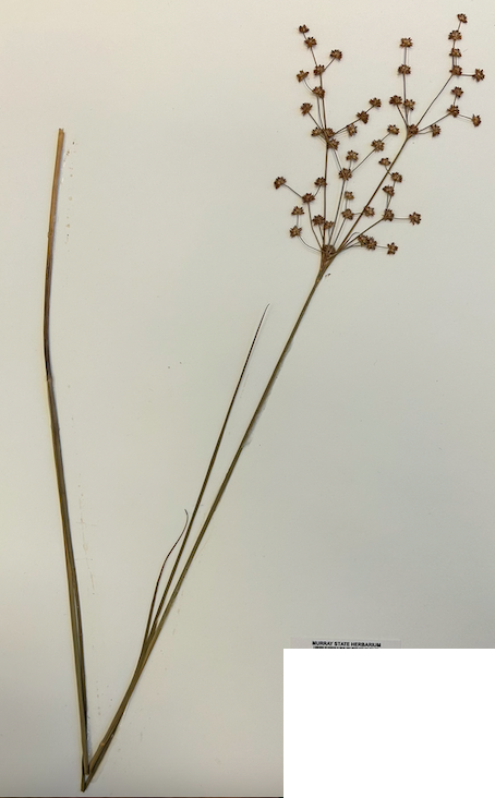 <p><span style="background-color: transparent;"><span>Order? Family?</span></span></p>