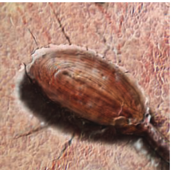 <p>Where is Pacinian corpuscle found?</p>