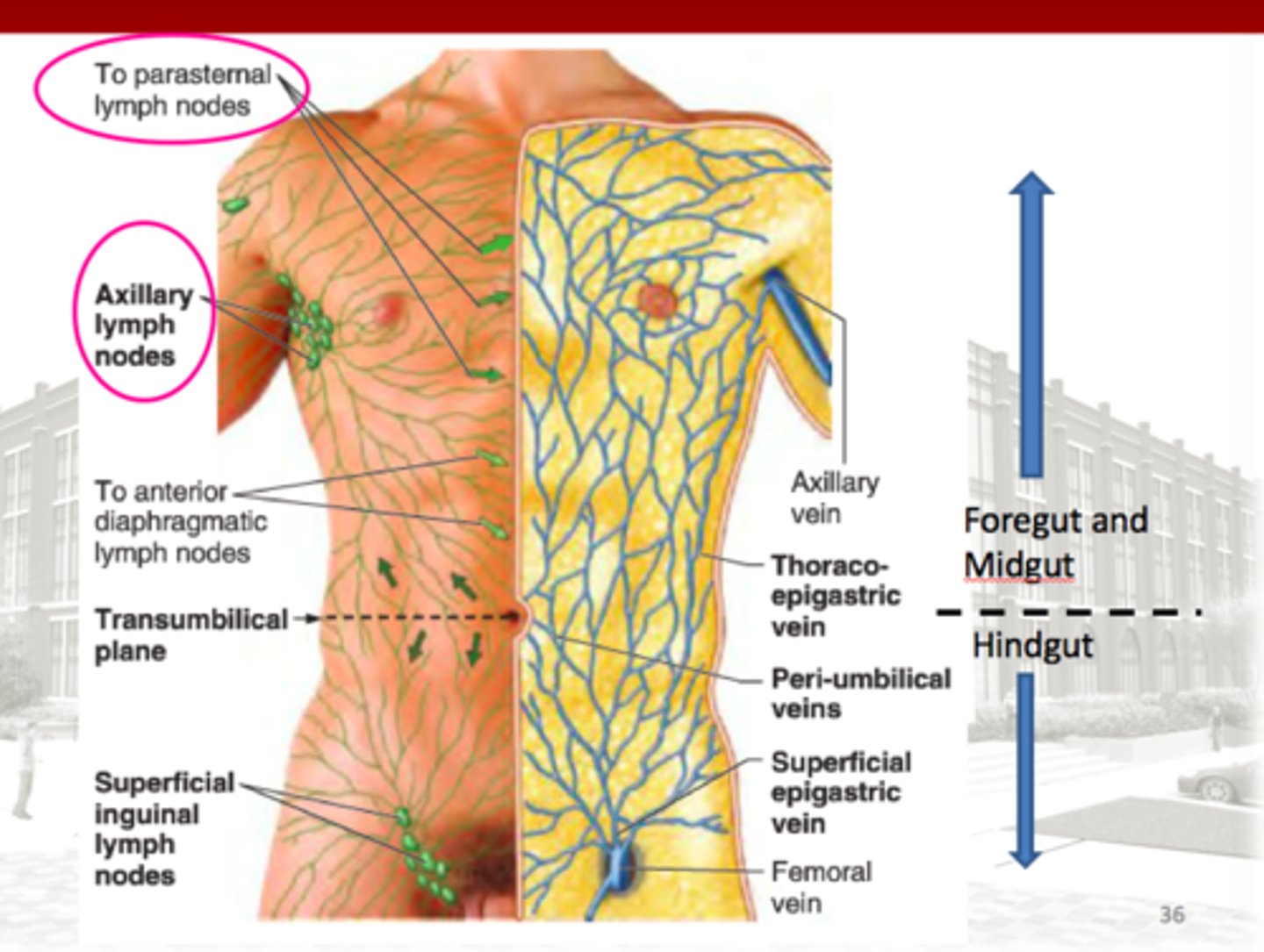 <p>De lymfenknoppen waar de mamma op</p><p>draineert bij het sternum.</p>