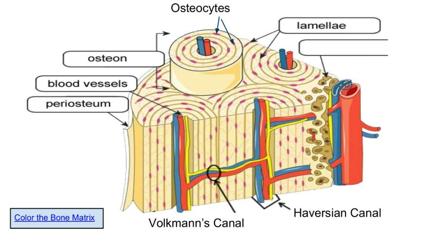 <p>What is the technical term for the matrix of the spongy bone? And what is its function?</p>