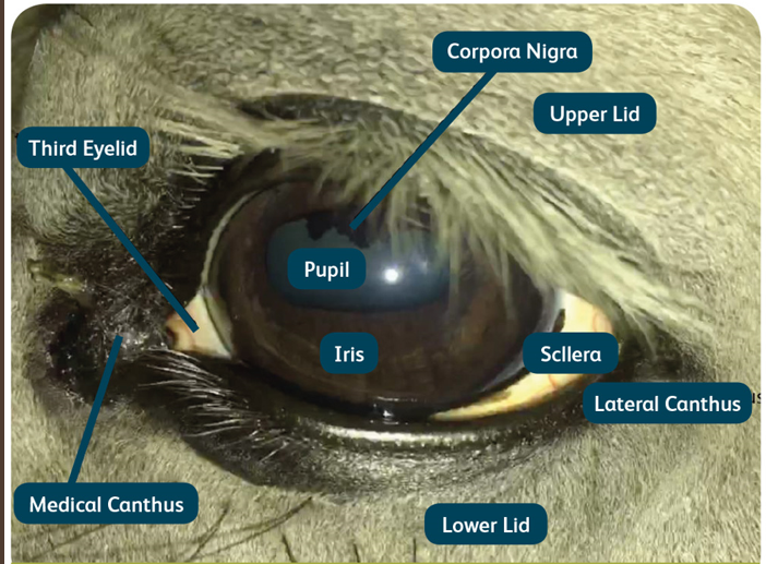 <p>Opthalmic examination </p>