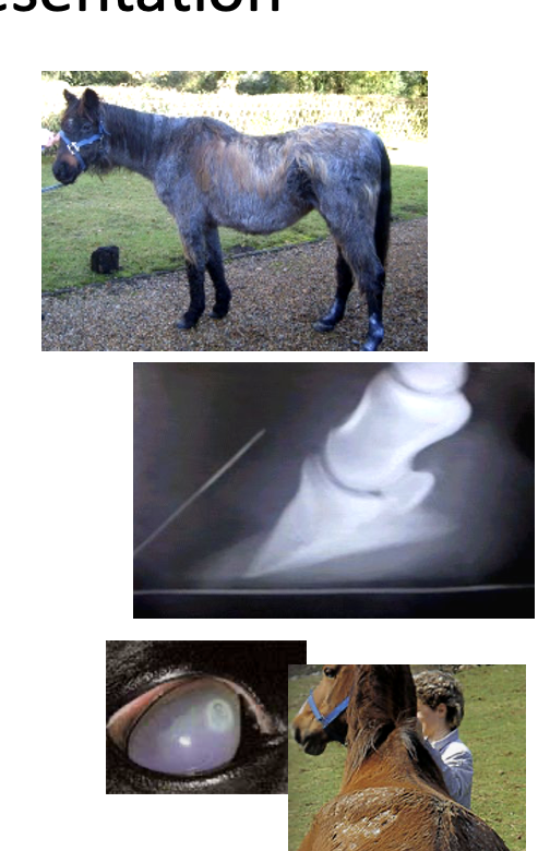 <ul><li><p>think older horse</p></li><li><p>abnormal shedding or excessive hair growth (hirutism)</p></li><li><p>sweating disturbance - too little or too much sweat</p></li><li><p>weight loss + muscle loss - might be masked by abnormal fat distribution </p></li><li><p>tendon/ligament injuries</p></li><li><p>chronic/recurrent laminitis</p></li><li><p>increased susceptibility to infections</p></li><li><p>maybe PUPD</p></li></ul><p></p>