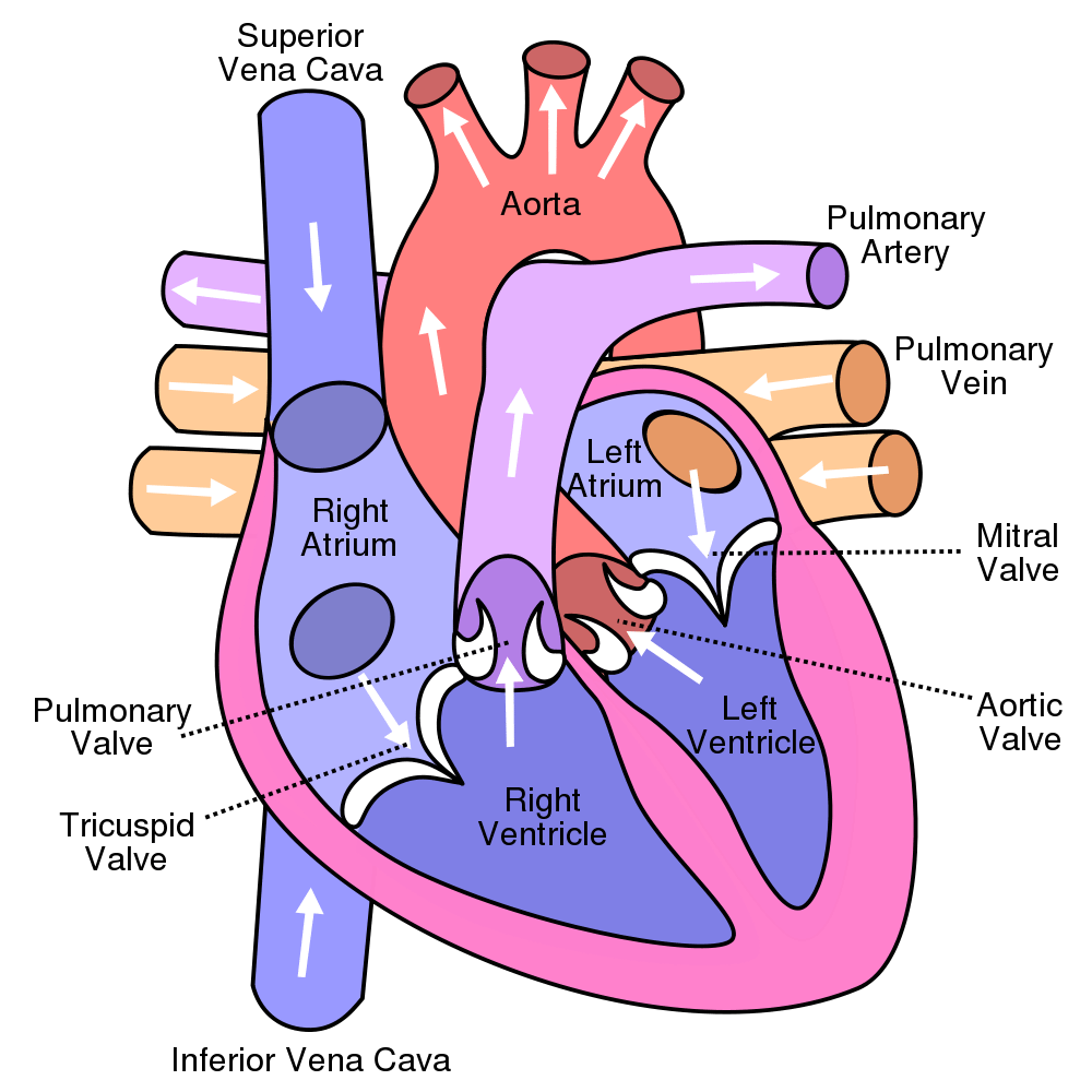 <p>vena cava →right atrium →right ventricle →pulmonary artery </p><p> left ventricle →left atrium → pulmonary vein </p>