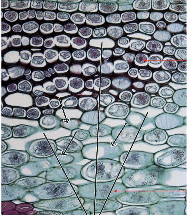 <p>which cells are shown in the top half of this picture vs the bottom half?</p>