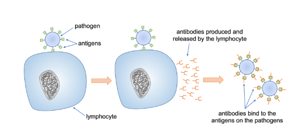 <p>antigens - invading (foreign) pathogens have unique molecules on its surface </p><p>when you white blood cells come across a foreign antigen, they will start to produce proteins called antibodies to lock onto invading cells so they can be found and destroyed by other white blood cells </p><p></p><p>the antibodies produced are specific to that type of antigen - won’t lock on to others </p><p>antibodies are produced rapidly and carried arounf body to find silmilar bacteria or viruses </p><p></p>