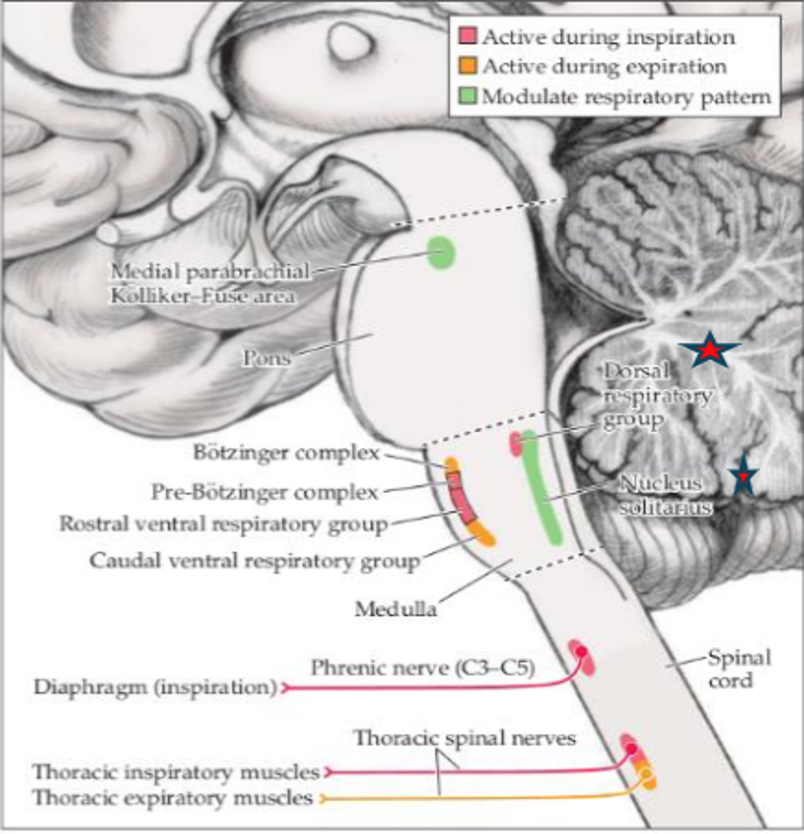 <p>- Lower pons</p><p>- Medulla</p><p>- CN nuclei and spinal cord</p>