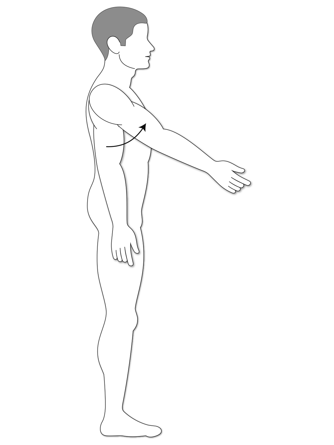 <p>What are the prime moving muscles of the shoulder <u><strong>joint</strong></u> involved in <strong><em>flexion</em></strong>?</p>