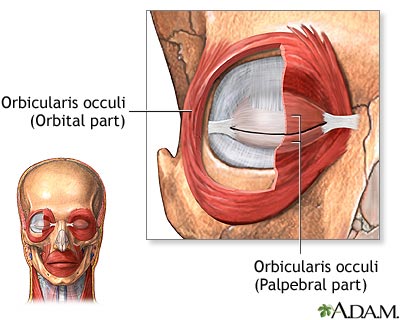 <p><span><span>orbicularis oculi muscles</span></span></p>