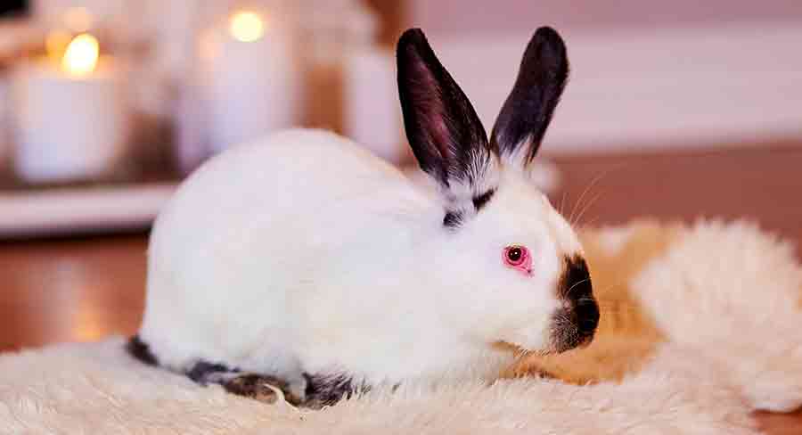 Rabbit