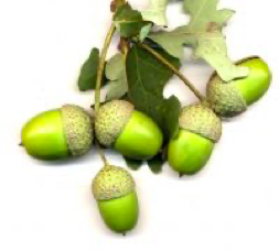 <p><span><strong>Plody na dlouhých stopkách</strong></span></p>