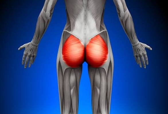 <p>largest &amp; most powerful muscle in human body; crucial for hip stability/extension (moving leg back), lateral rotation, &amp; upright posture</p>