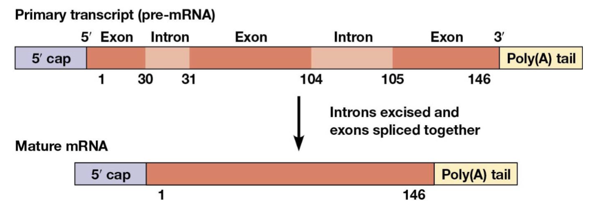 <p>present in most protein-coding genes of multicellular eukaryotes</p>
