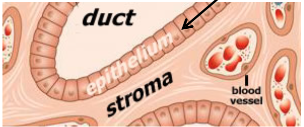<ul><li><p>Parenchyma - includes cells responsible for tissue’s function</p></li><li><p>Stroma - consists of supporting tissue (usually connective tissue, except in the CNS) </p></li></ul><p></p>