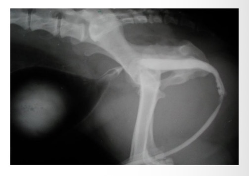 <p>urogenital infl (cystitis, prostatitis, vaginitis)</p><p>urethral calculi, iatrogenic, neoplasia</p>