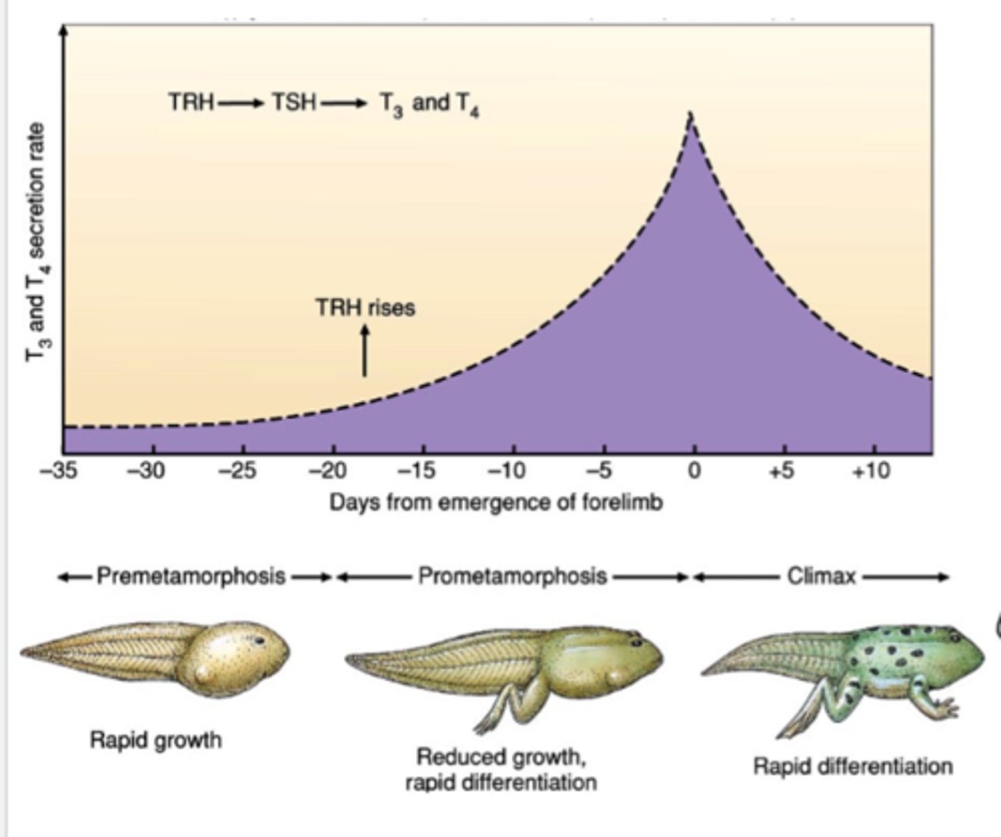<p>stimulated by thyroid and affects locomotion and all organ systems</p>