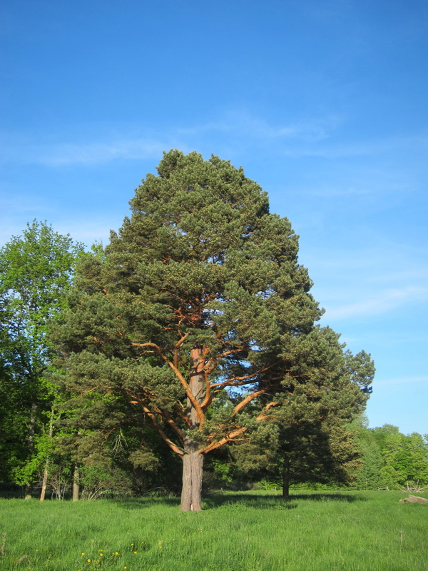 Pinus sylvestris h:30 b:2-3