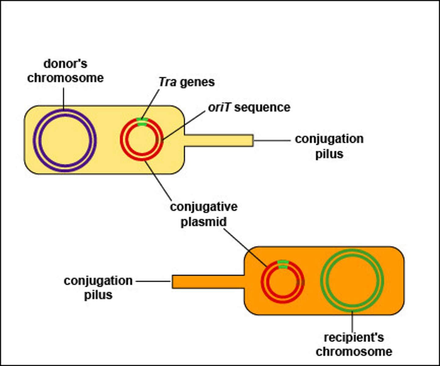 <p>change to F+ plasmid</p><p>(Note: recipient bacteria</p><p>can now donate the plasmid)</p>