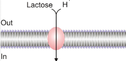 <p><strong><u>LacY is a symporter </u></strong>that facilitates the transport of lactose into the bacterial cell <u>while simultaneously transporting H+</u> </p><p>This system allows for the uptake of lactose when available.  </p>