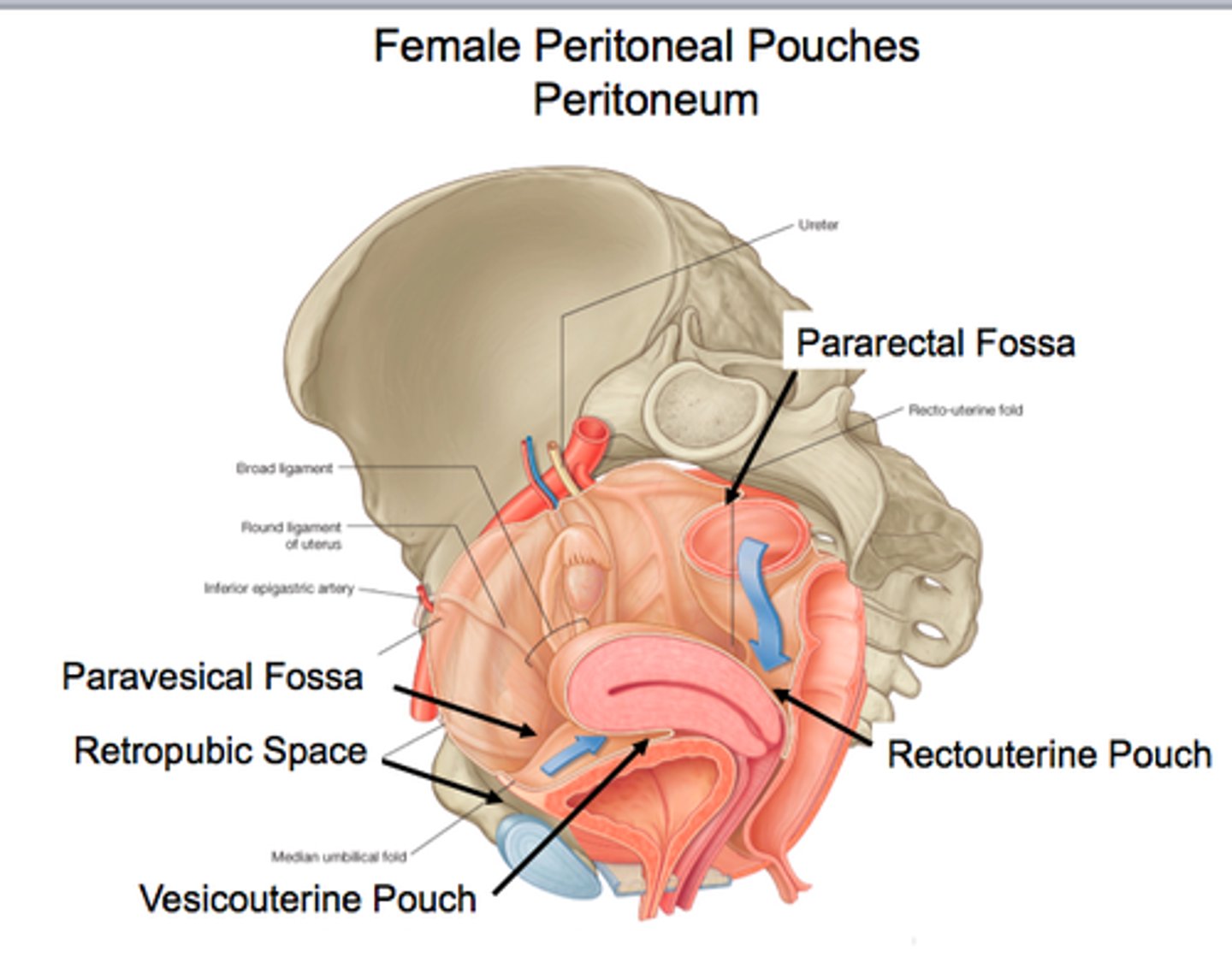 <p>a) bladder and uterus</p><p>b) rectum and uterus</p>