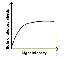 <p><span style="color: blue">too little</span> = plant <strong><u>doesn’t</u></strong><u> absorb </u><strong><u>enough</u></strong><u> light energy</u> for chloroplasts to act/photosynthesise</p><p><span style="color: red">too much</span> = high supply <u>to the point that the </u><strong><u>other factors are inadequate</u></strong><u> to keep up with the increasing amount of light energy being received</u> so photosynthesis reaches a constant rate</p>