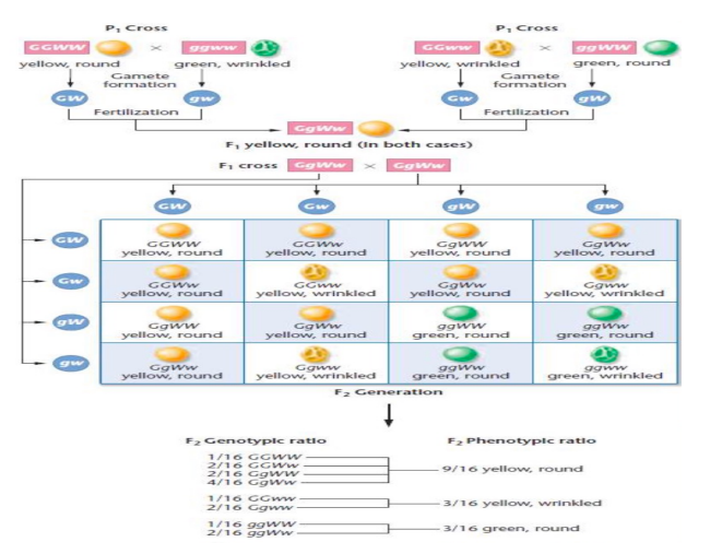 <p><span style="background-color: transparent;">______ _____</span></p><ul><li><p style="text-align: justify;"><span style="background-color: transparent;">On the basis of similar results in numerous dihybrid crosses, Mendel proposed a fourth postulate called <strong>_____ _____</strong>.</span></p></li><li><p style="text-align: justify;"><span style="background-color: transparent;"><strong><em>During gamete formation, segregating pairs of unit factors assort independently of each other.</em></strong></span></p></li></ul><p><span style="background-color: transparent;">This postulate stipulates that <strong><em>segregation of any pair of unit factors occurs independently of all others. </em></strong></span></p><p><span style="background-color: transparent;">As a result of random segregation, each gamete receives one member of every pair of unit factors.</span></p><ul><li><p style="text-align: justify;"><span style="background-color: transparent;">Thus, according to the postulate of independent assortment, all possible combinations of gametes are formed in equal frequency</span></p></li></ul><p></p>