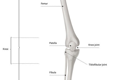 <p>behind patella on femur</p>