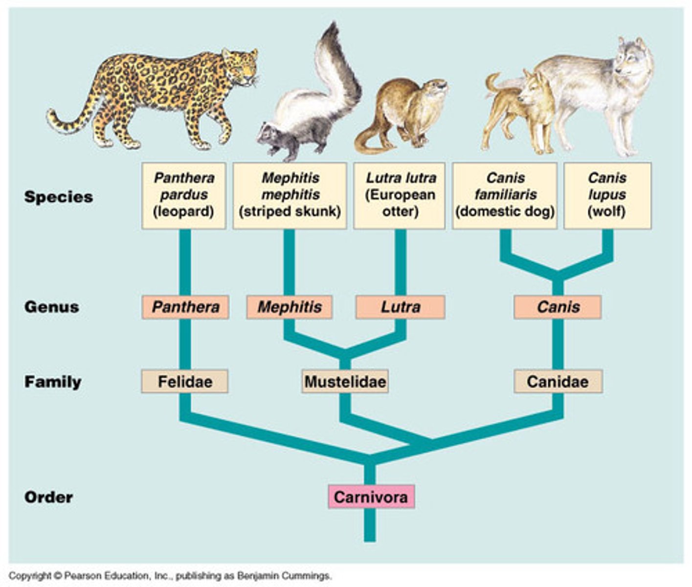<p>A family tree that shows the evolutionary relationships thought to exist among groups of organisms</p>