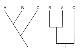 <p>Kladogram</p>
