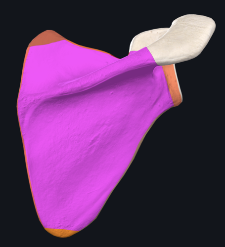 volledige achterzijde van de scapula (scapula)