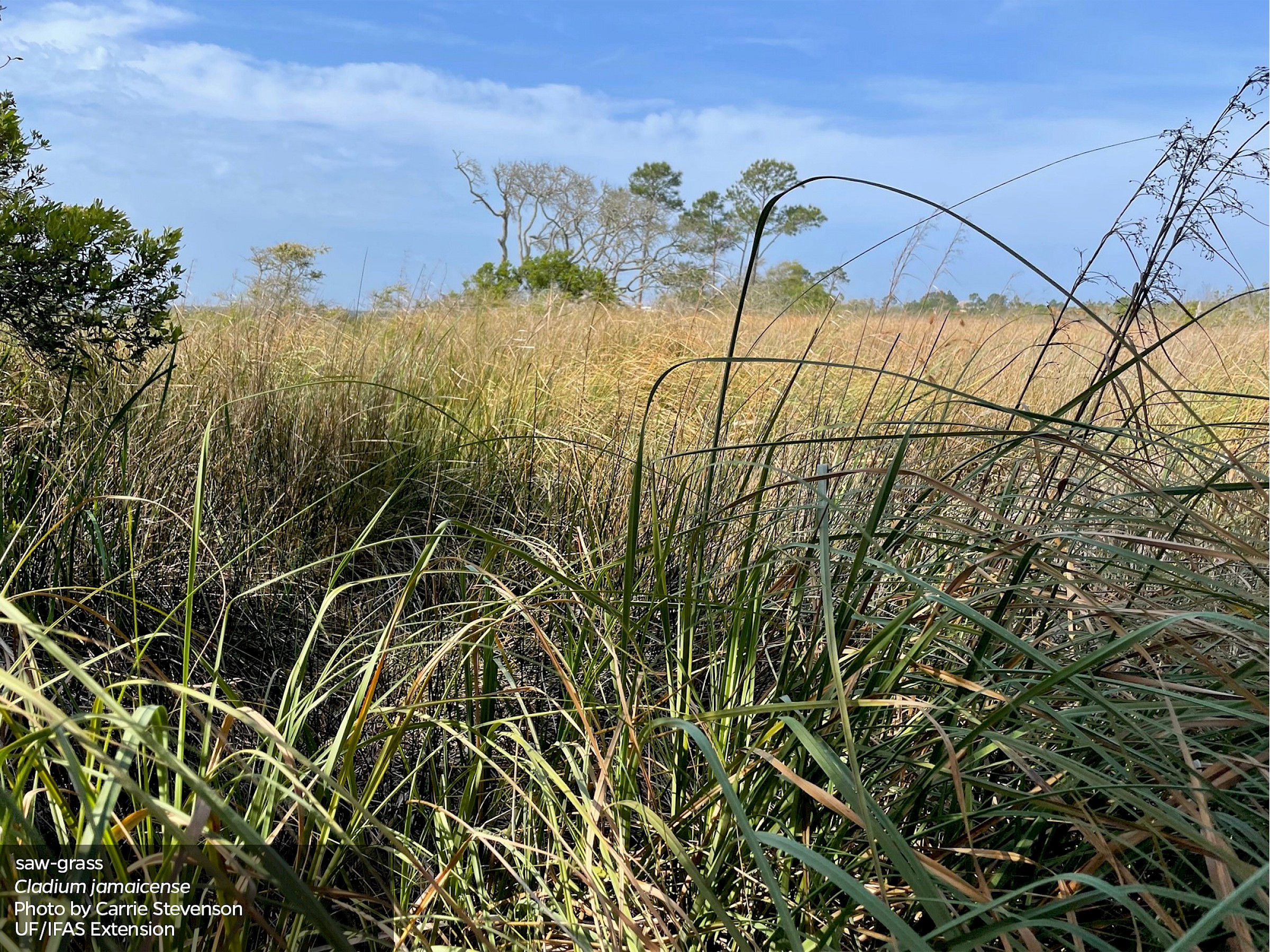 <p>Sawgrass</p>